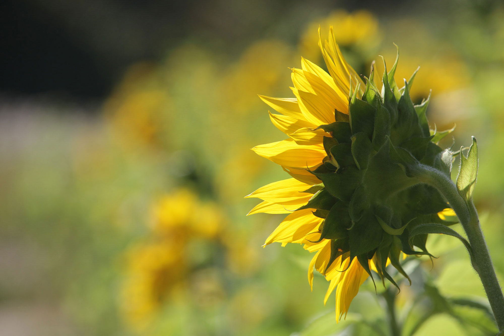 Laboratorio de servicios analíticos de calidad para cereales